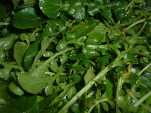 Watercress