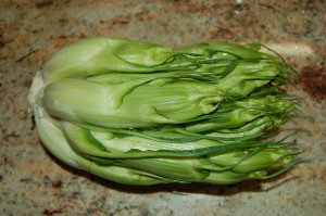 Chicory