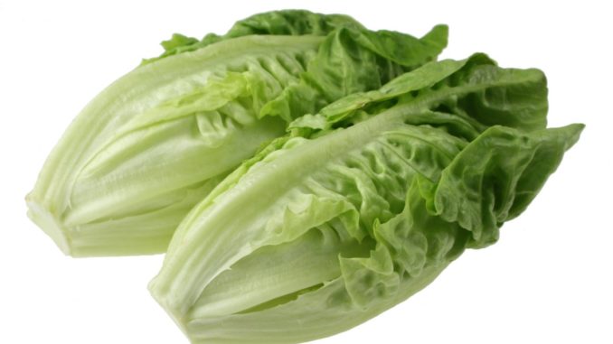 Romaine Lettuce