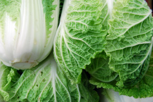 Chinese cabbage