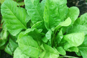 Spinach is low in calories and high in antioxidants