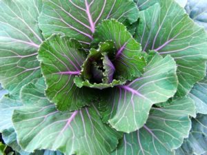 Kale contains an abundance of vitamins and minerals 