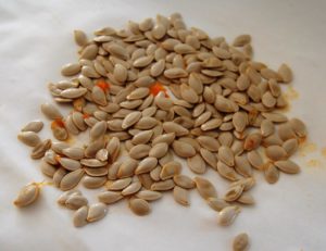 Pumpkin seeds recently harvested