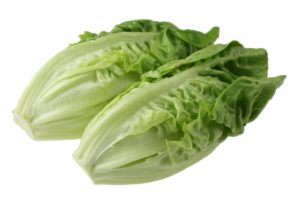 Romaine lettuce can easily be used in an array of food dishes 