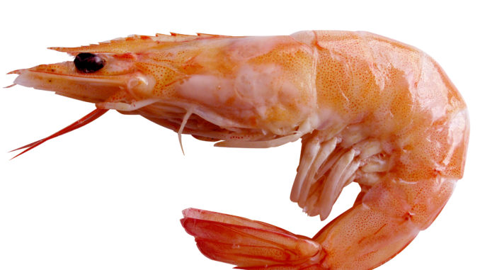 single large shrimp