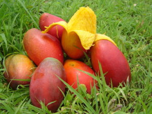 Mangoes are delicious and may also decrease inflammation and oxidative stress